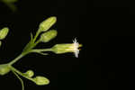 Canadian horseweed